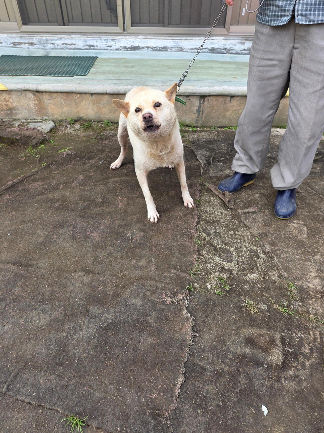 보호중 믹스견의 가…