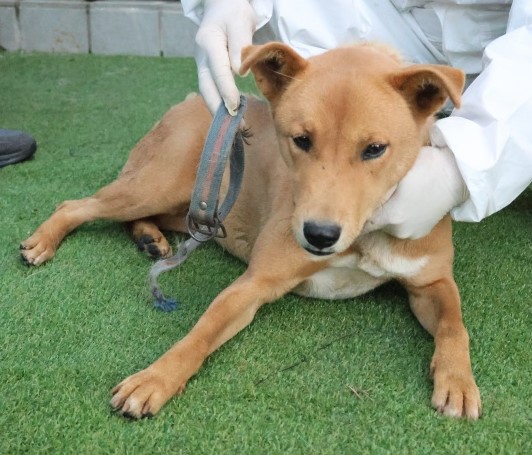 제주 동물보호센터_450650202503097