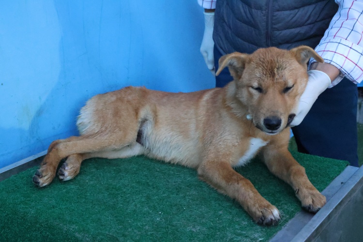 보호중 믹스견의 가…