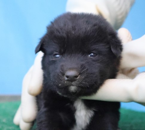 보호중 믹스견의 가…