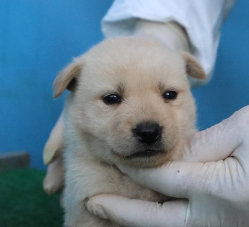 제주 동물보호센터_450650202503103