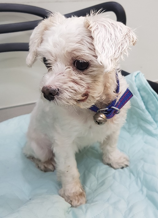 보호중 믹스견의 가…