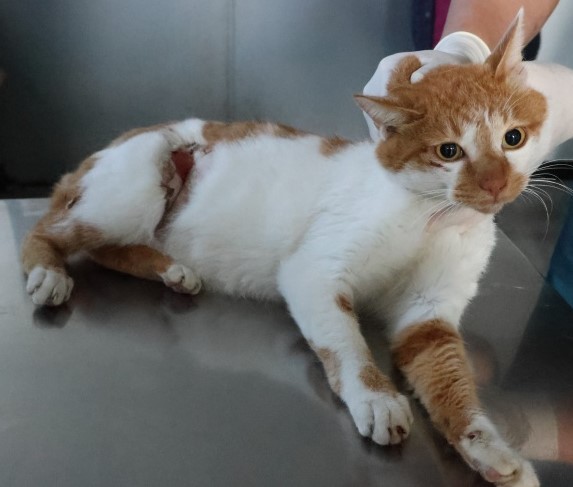 제주 동물보호센터_450650202503107