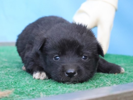 보호중 믹스견의 가…