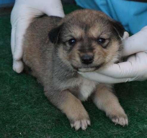 제주 동물보호센터_450650202503104