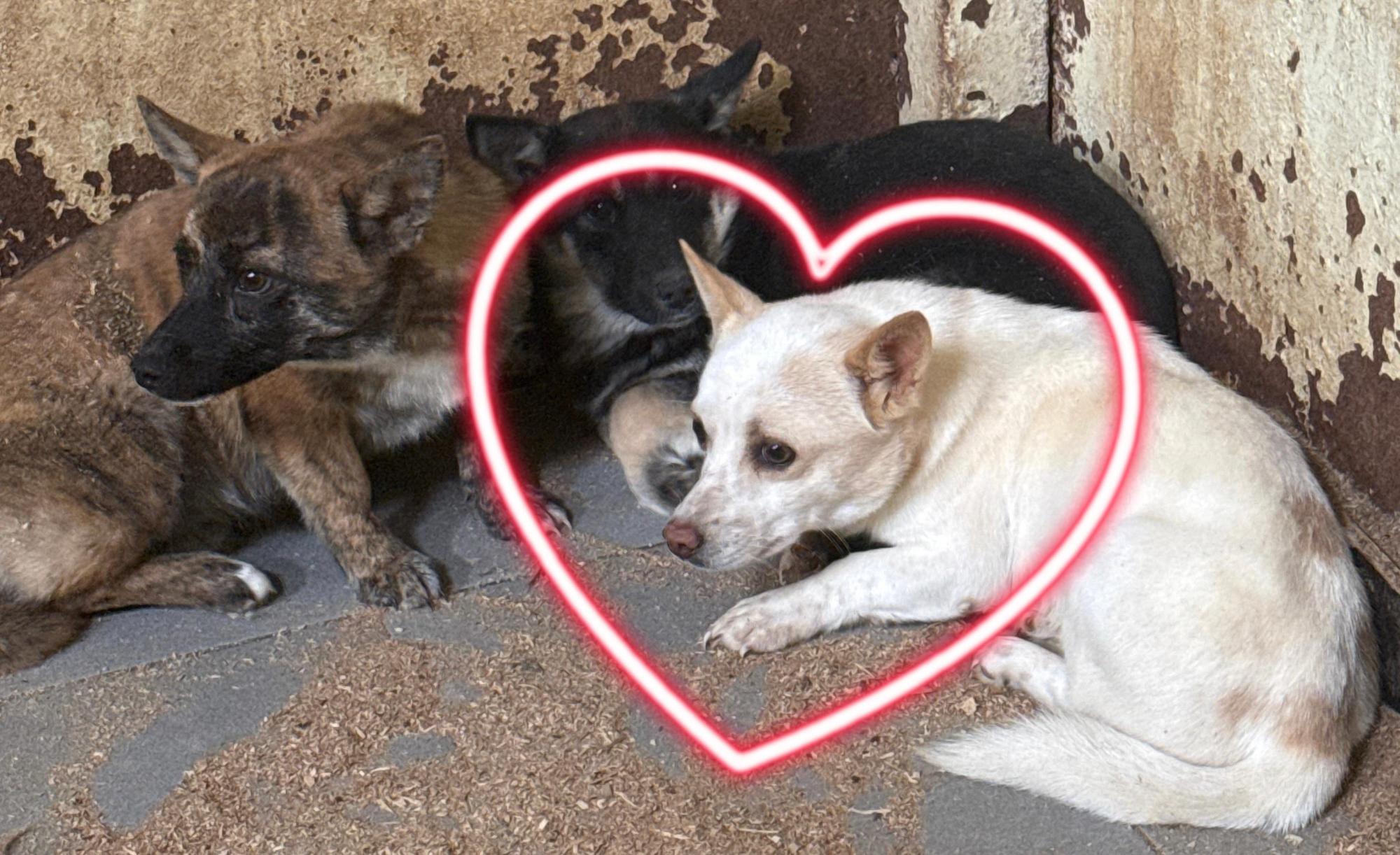 보호중 믹스견의 가…