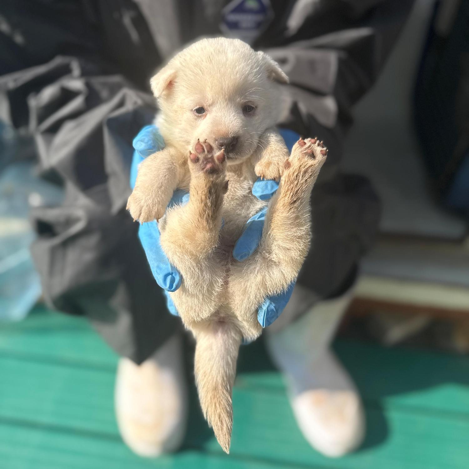 보호중 믹스견의 가…