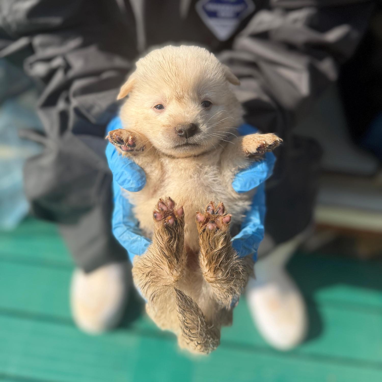 보호중 믹스견의 가…