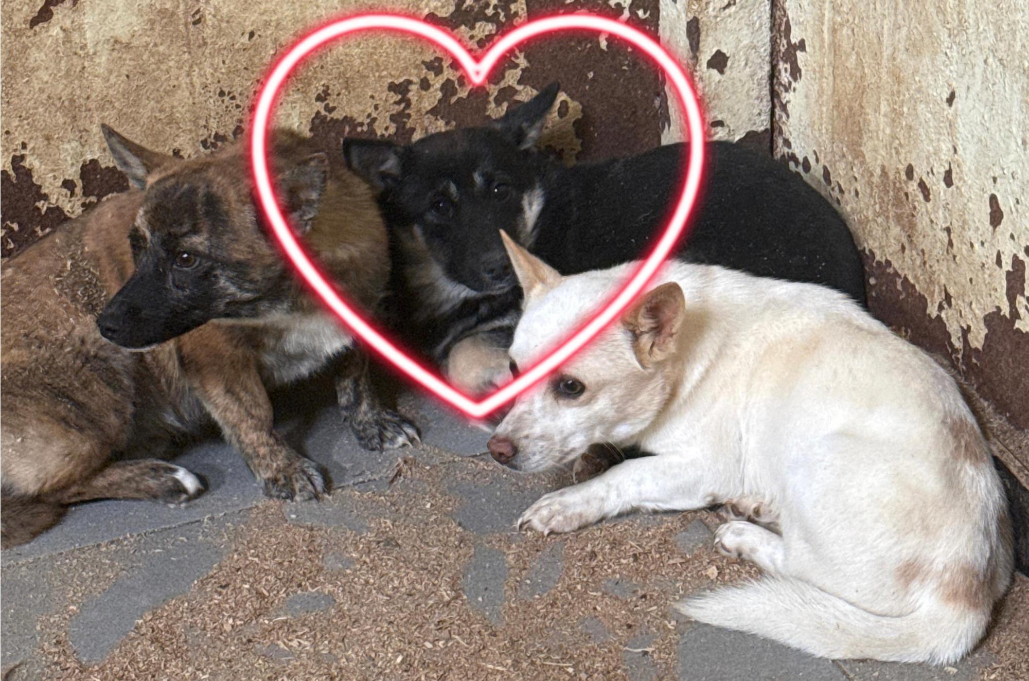 울산유기동물보호센터_431373202501760