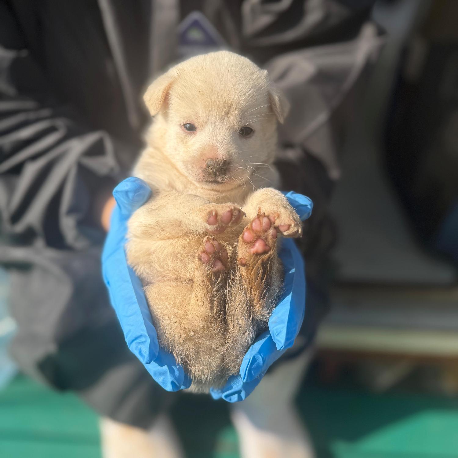 보호중 믹스견의 가…