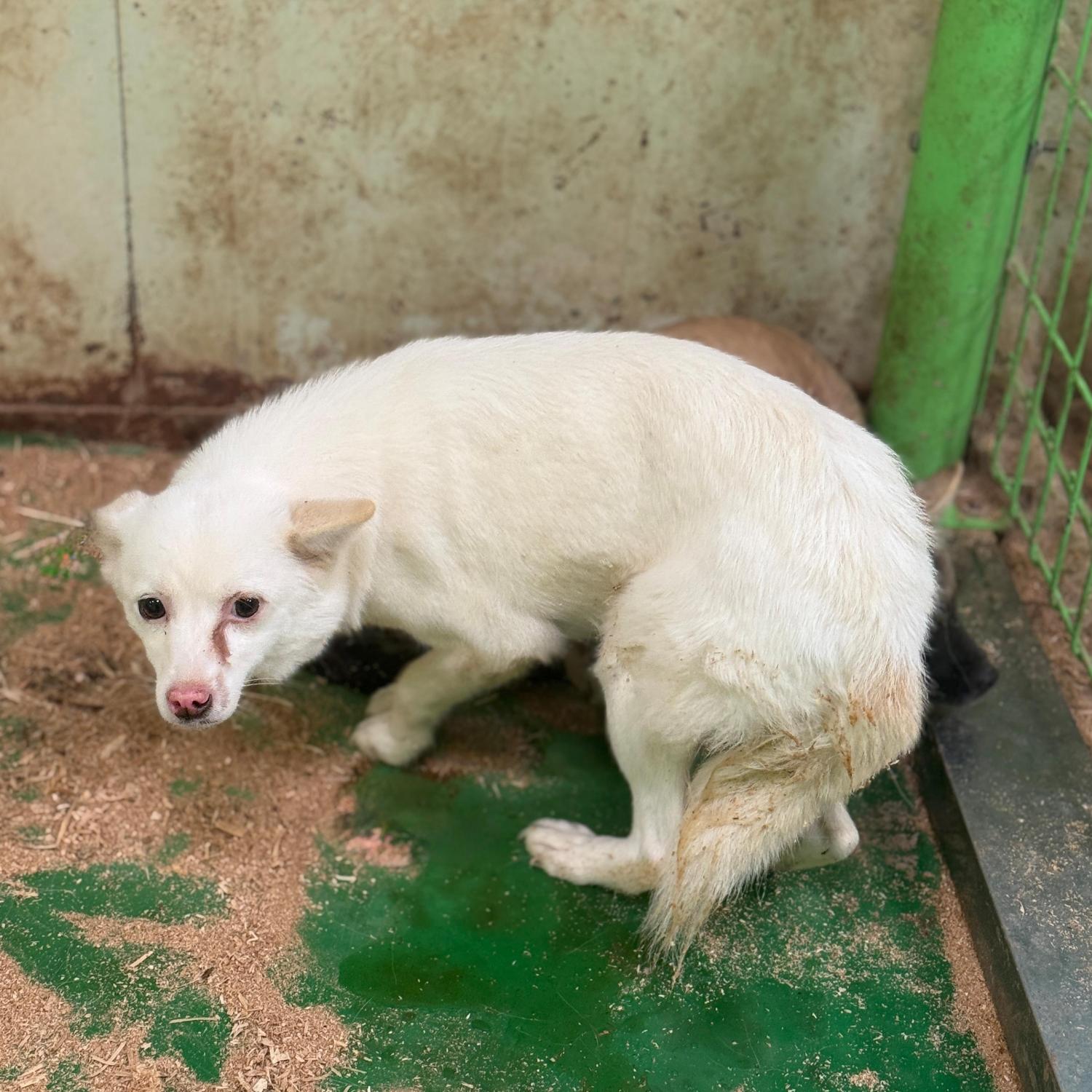 울산유기동물보호센터_431373202501762