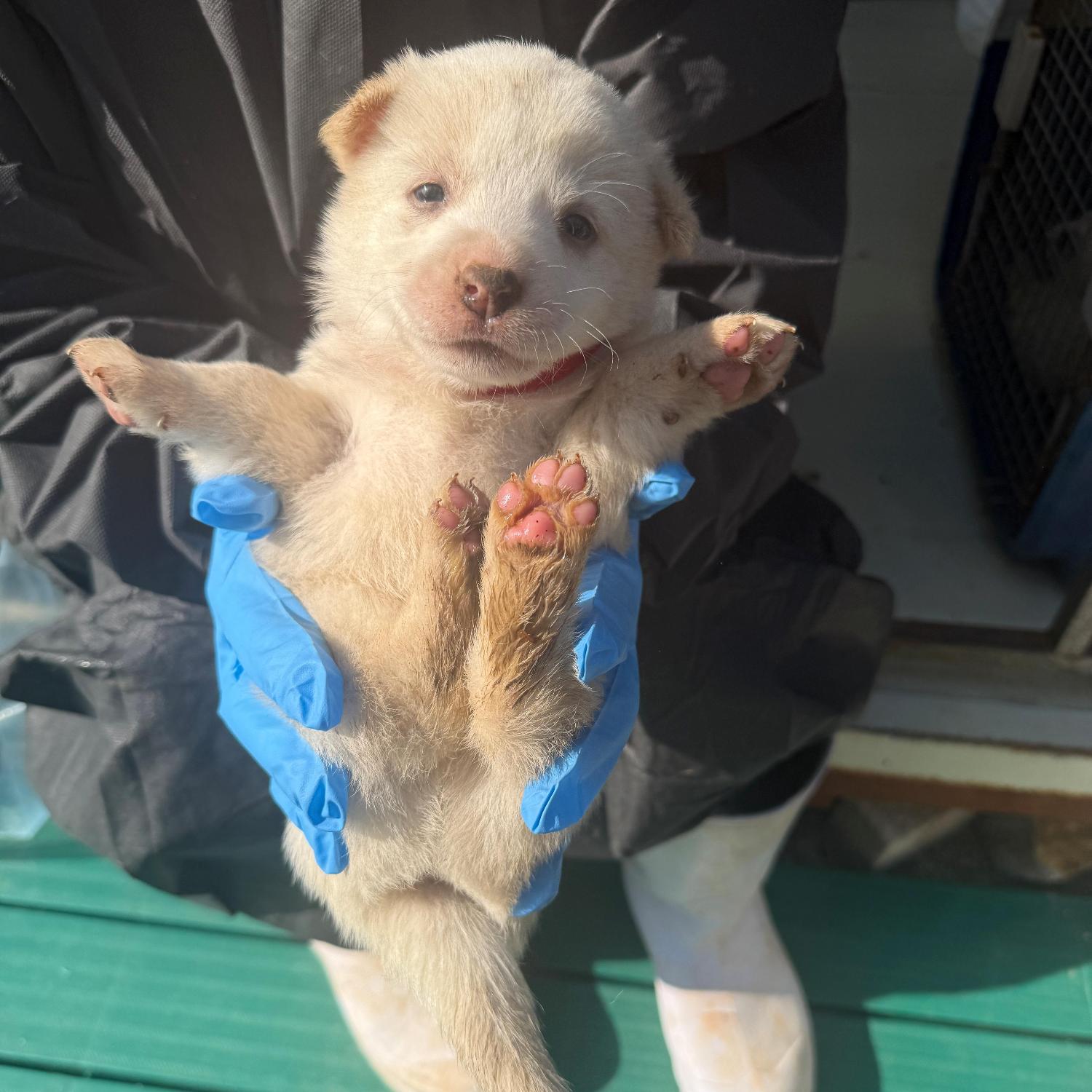 보호중 믹스견의 가…