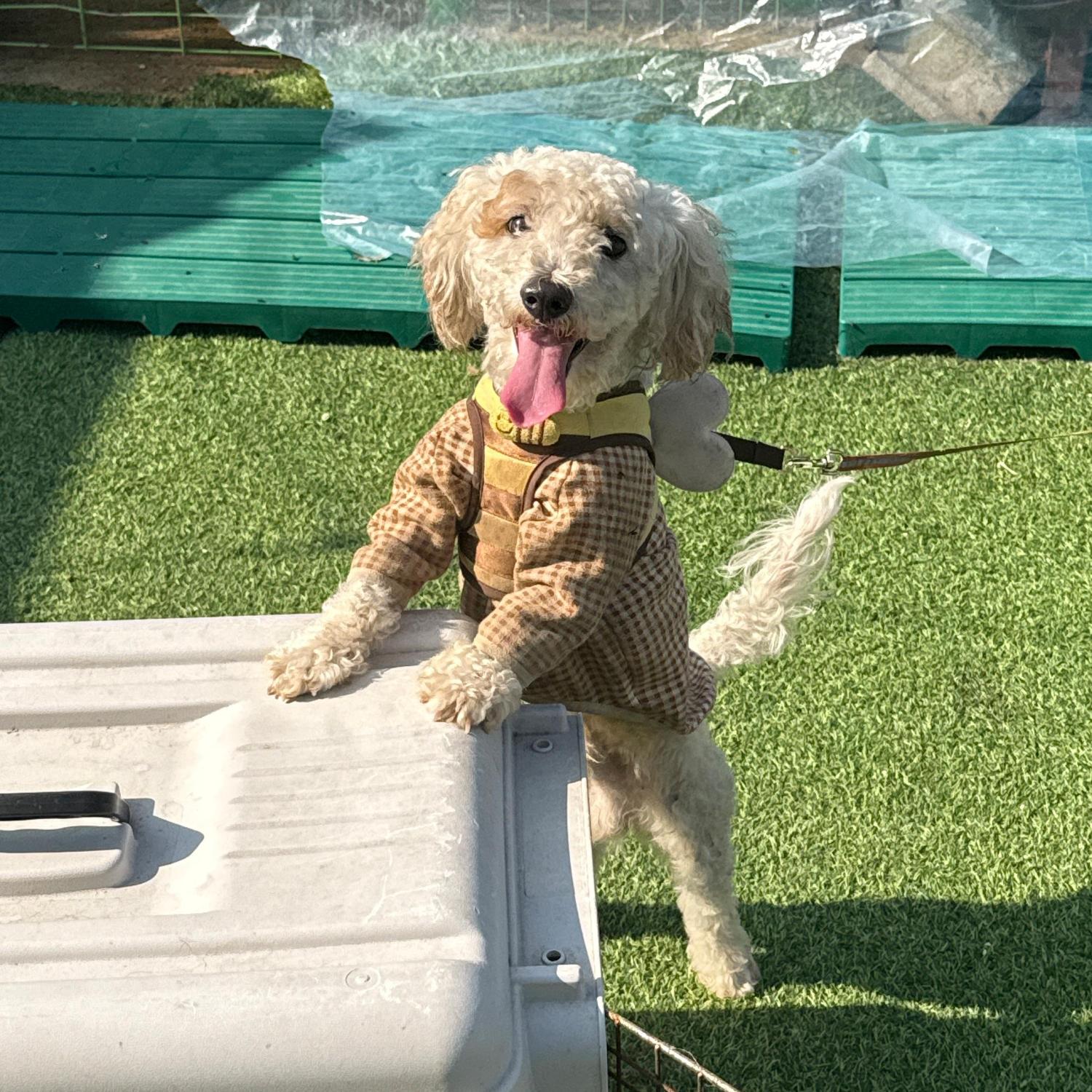 울산유기동물보호센터_431372202500691