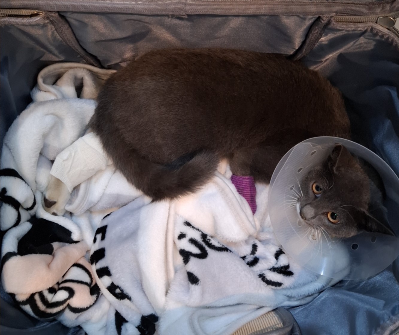 보호중 믹스묘의 가…