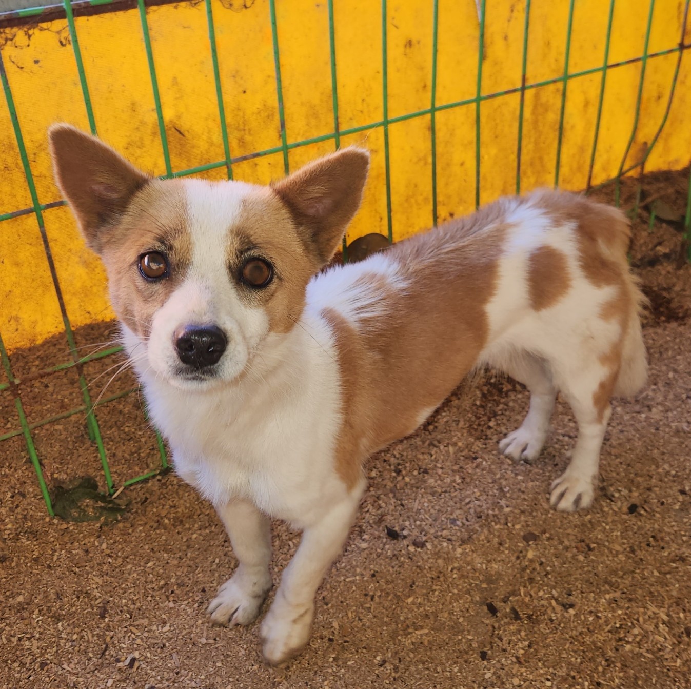 강진군 유기견 보호소_446492202500181