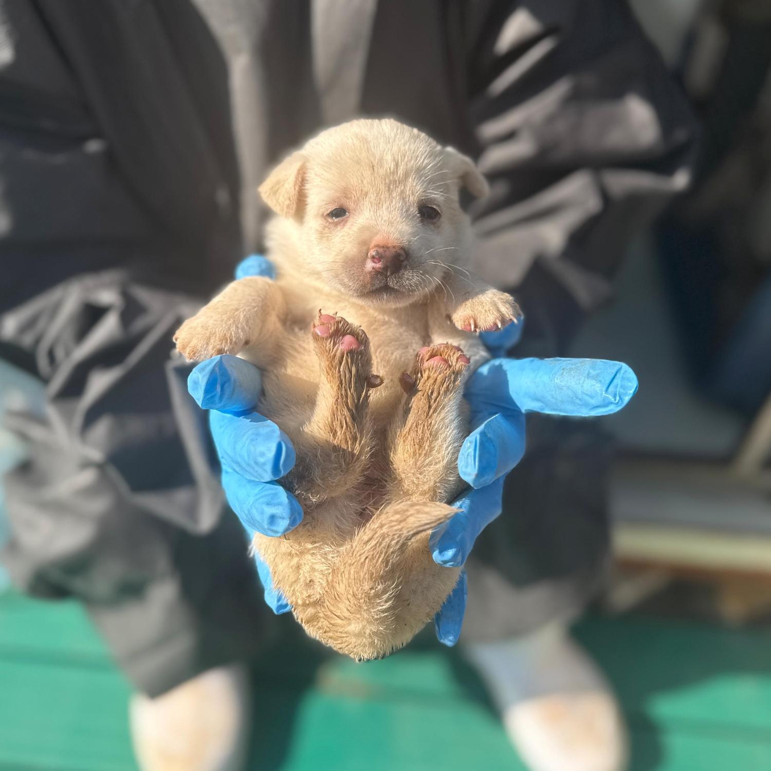 울산유기동물보호센터_431373202501768