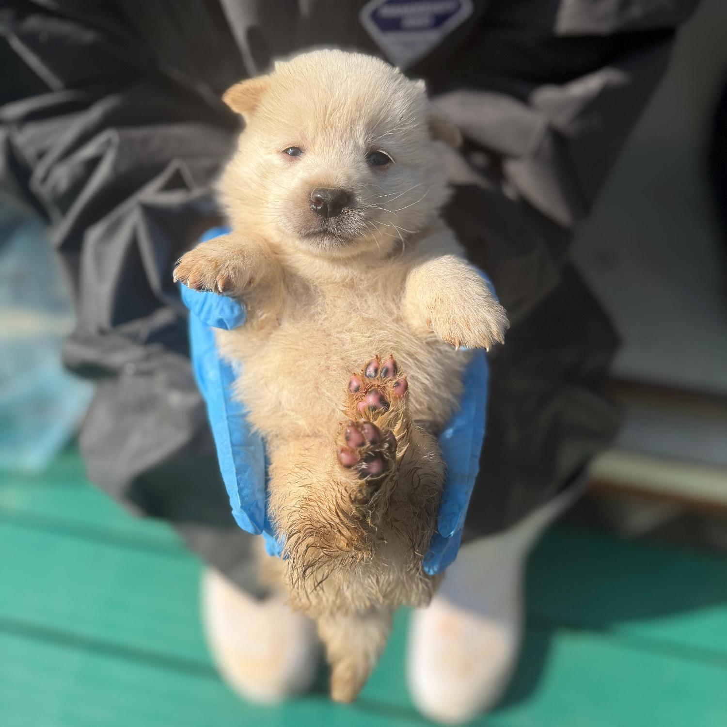 울산유기동물보호센터_431373202501767