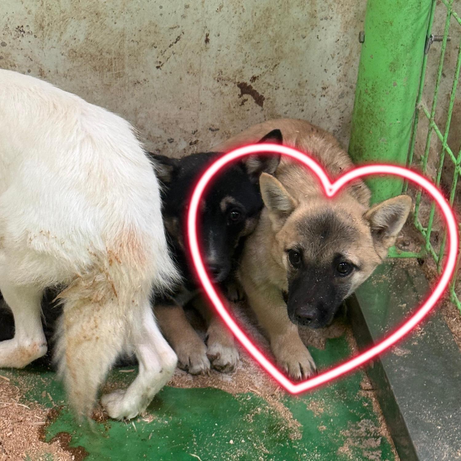 보호중 믹스견의 가…