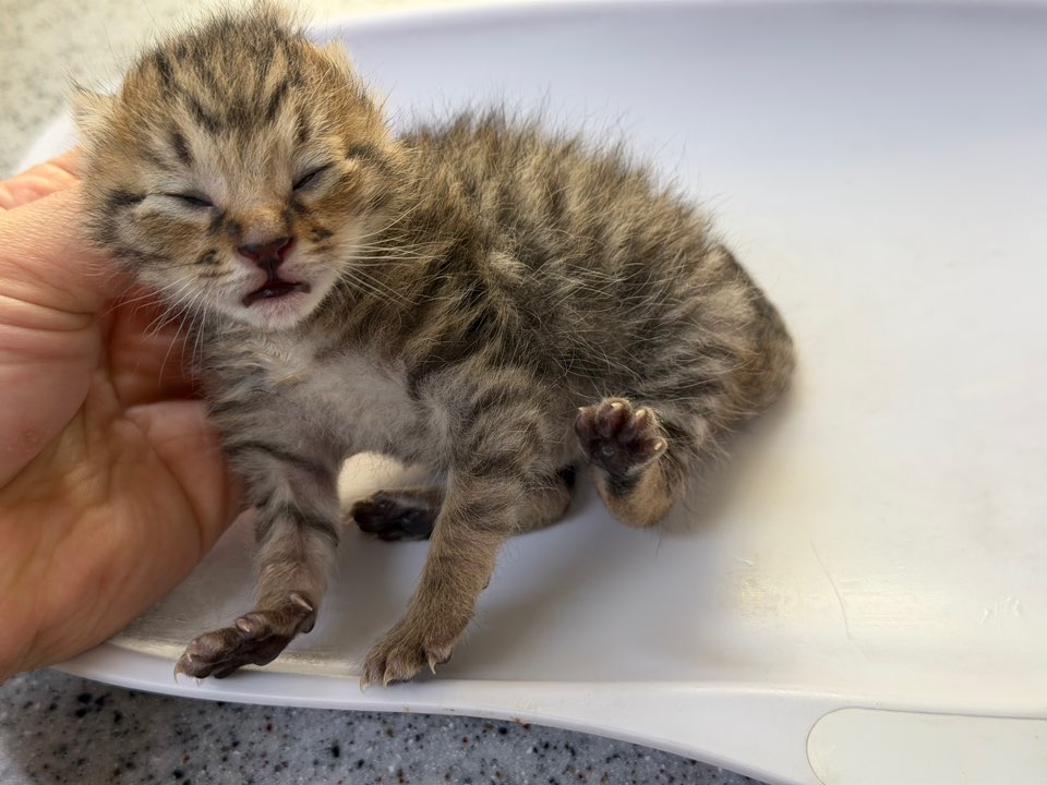 광주동물보호센터_429362202500881