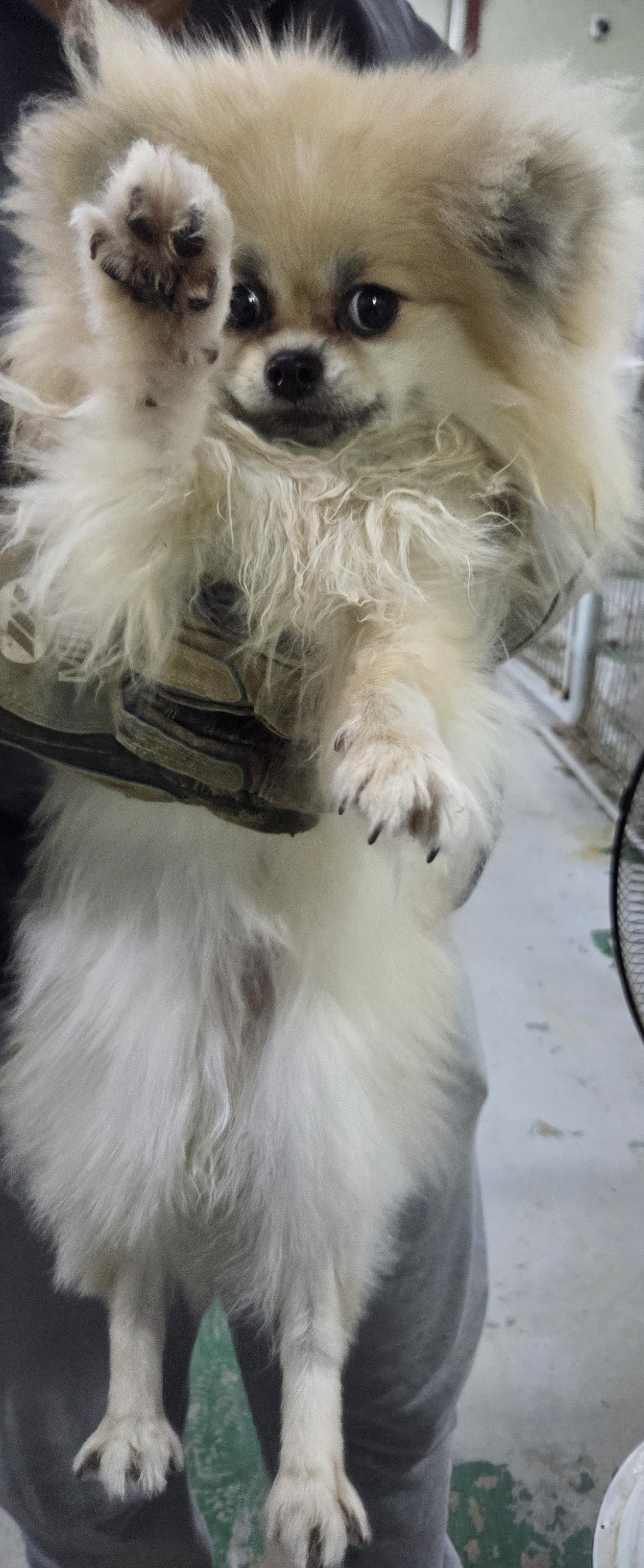 종료(입양) 포메라…