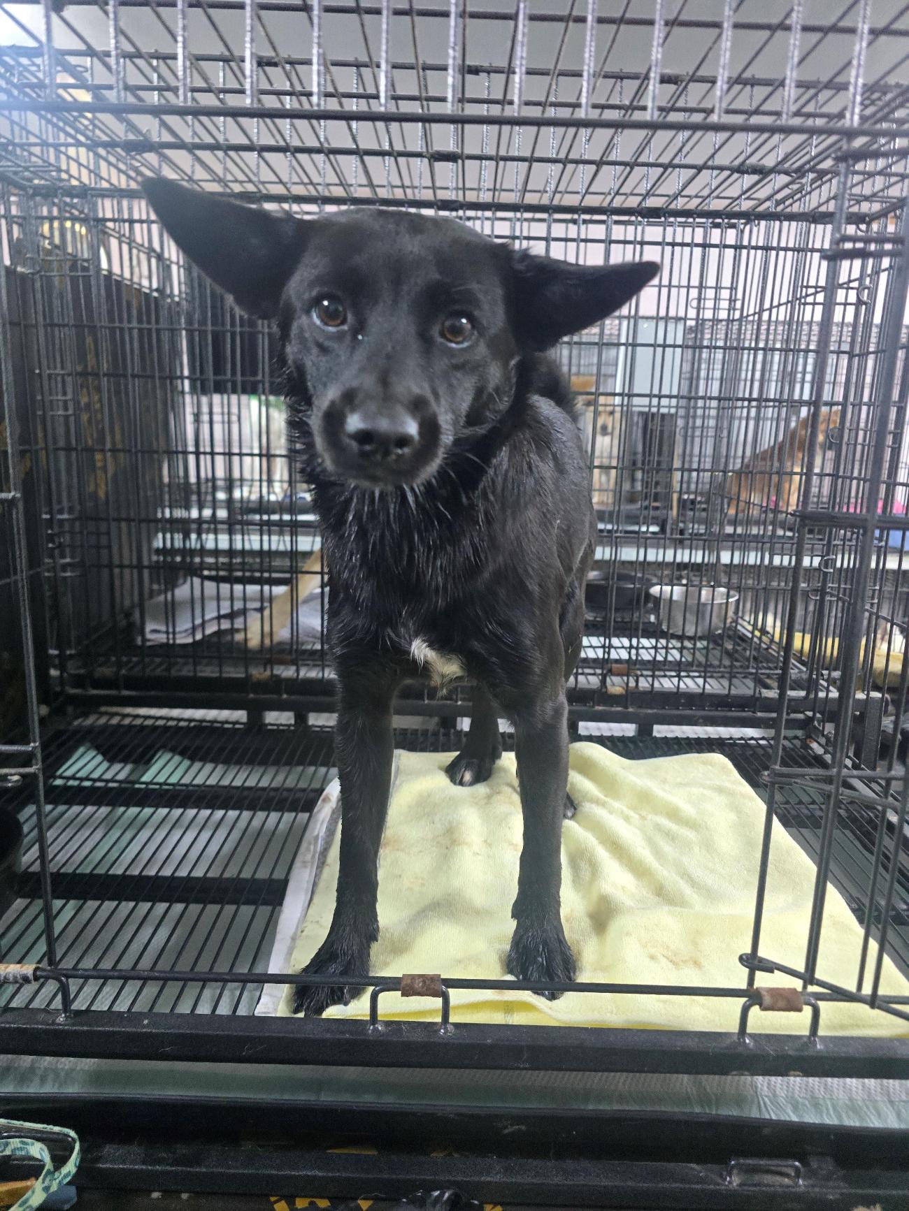 보호중 믹스견의 가…