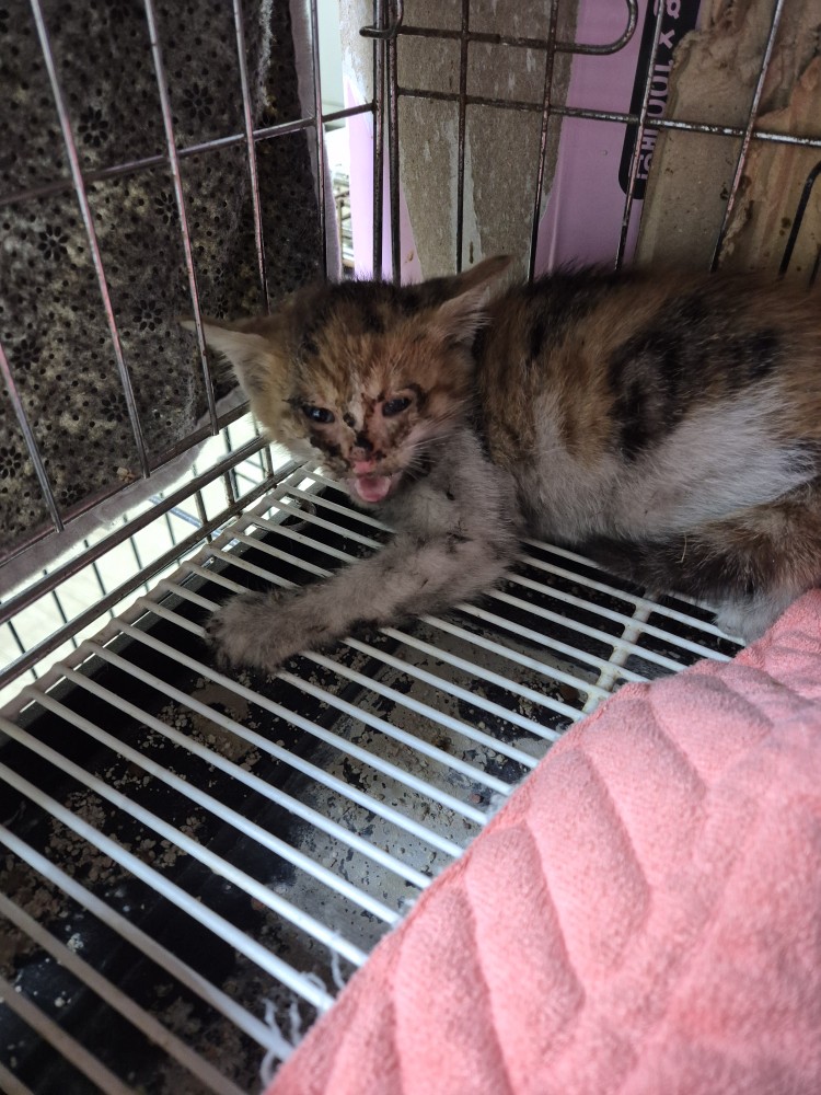 보호중 한국 고양이…