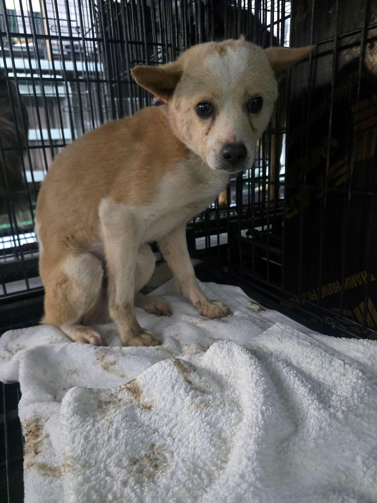 밀양시 동물보호센터_448536202500951