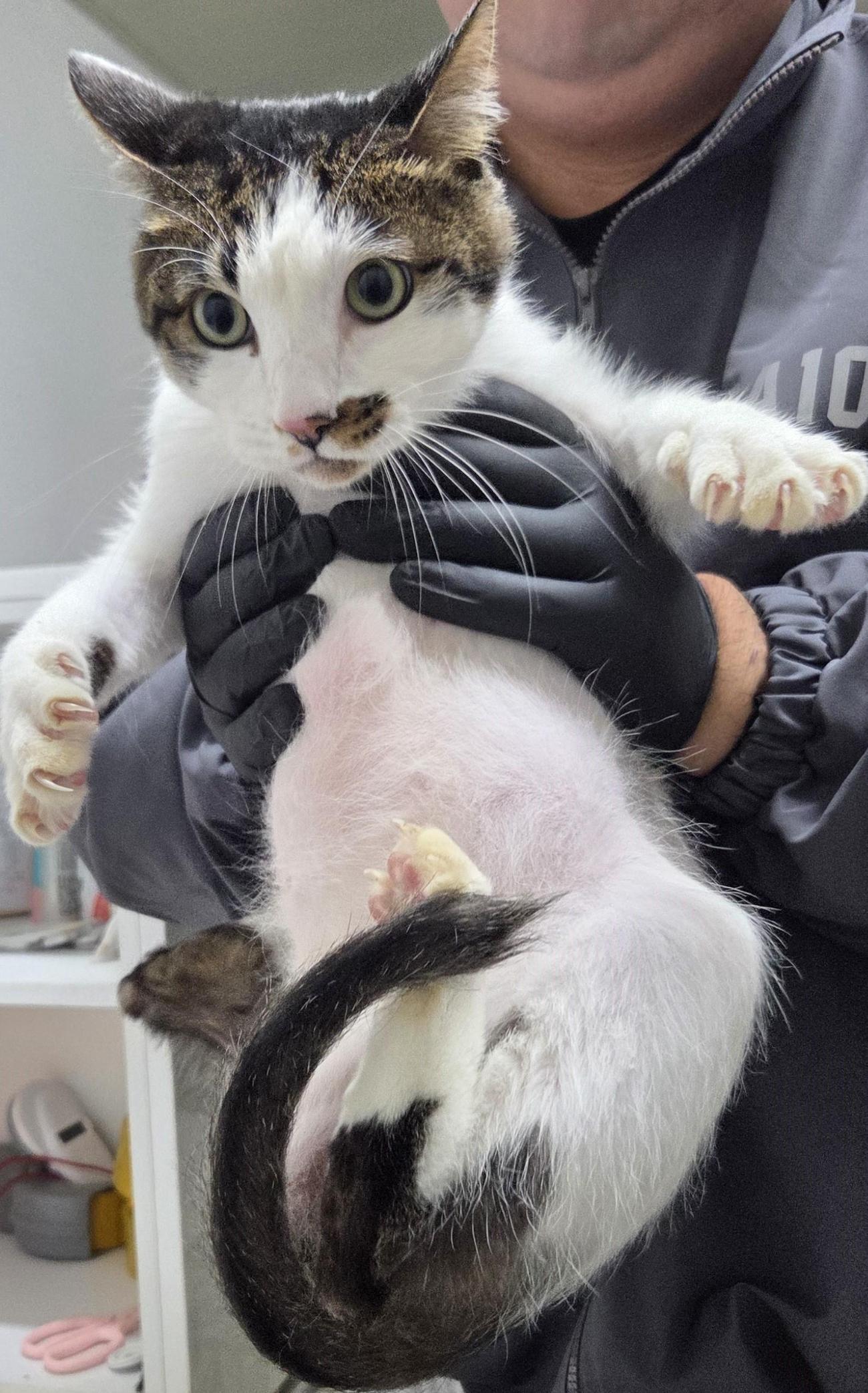 인천광역시수의사회_428351202500674