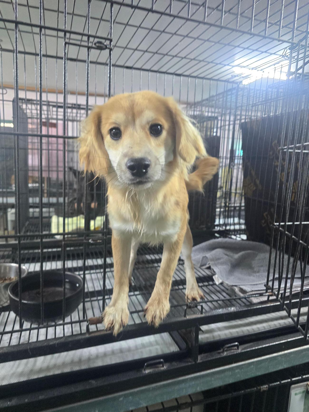 보호중 믹스견의 가…