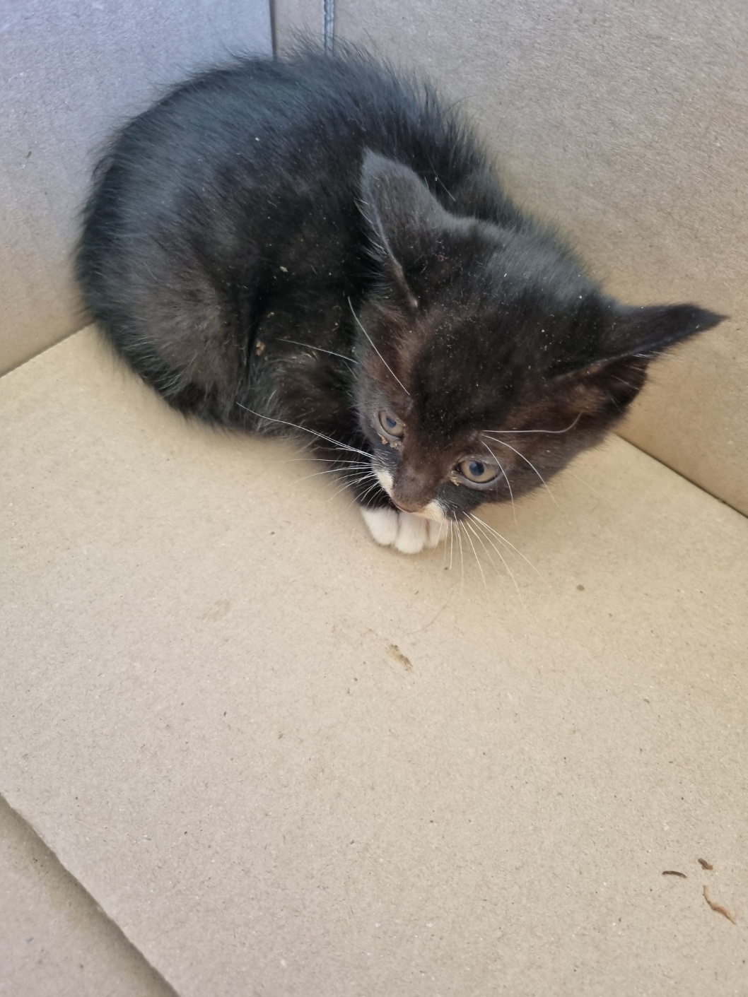 보호중 믹스묘의 가…