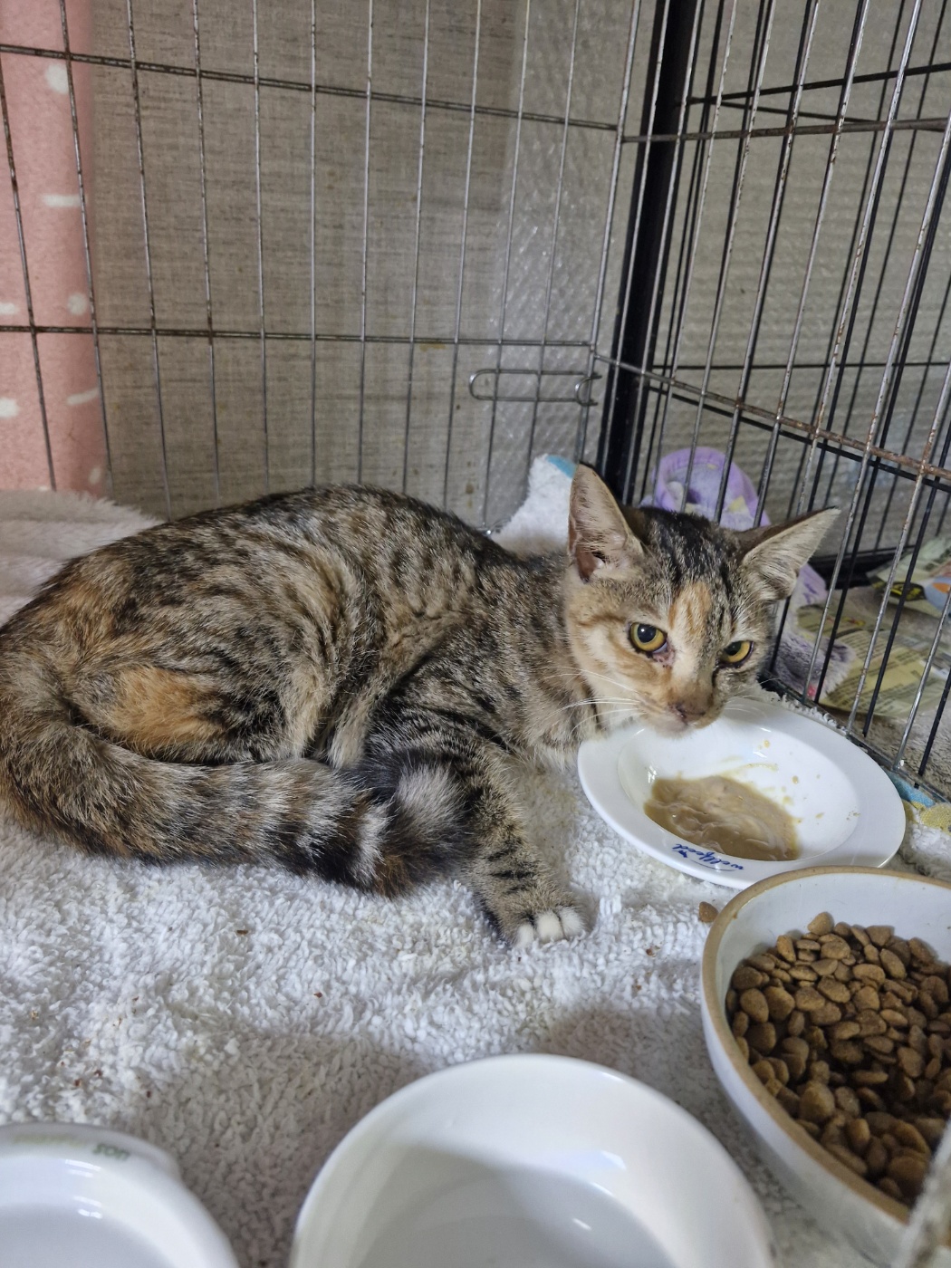 보호중 한국 고양이…