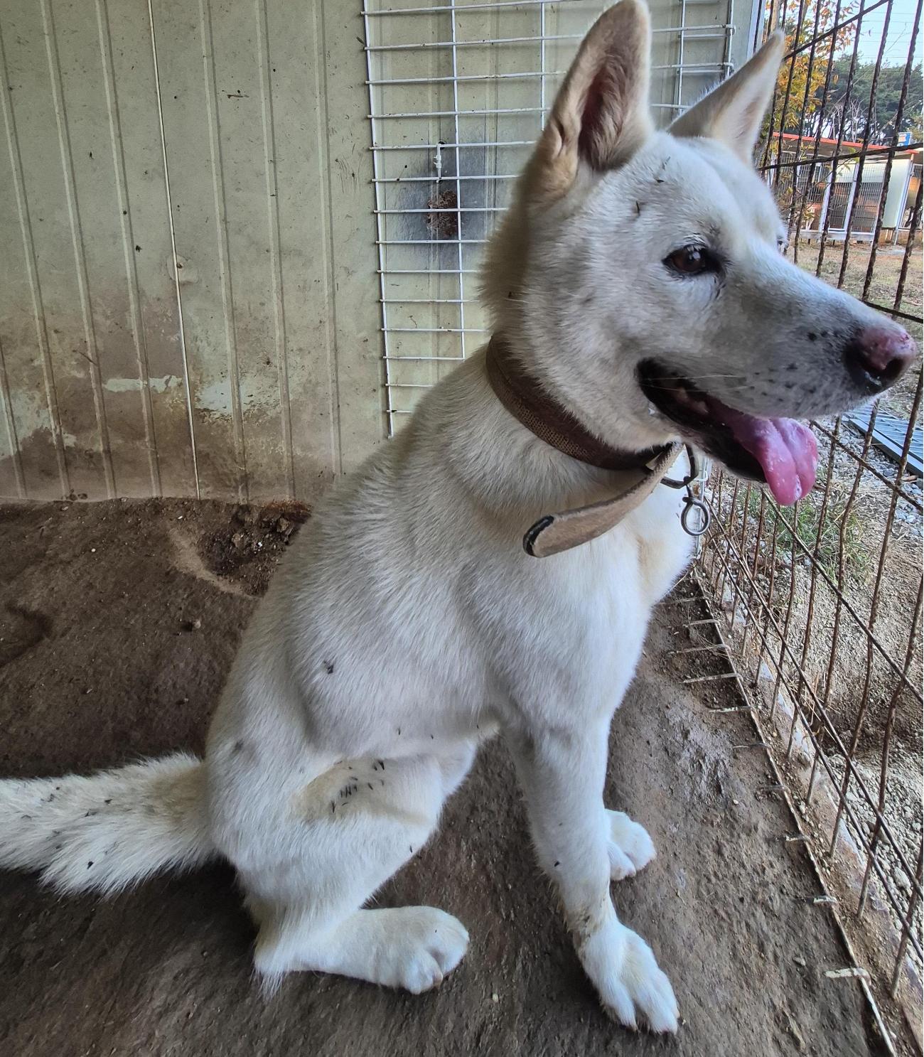 종료(반환) 믹스견…