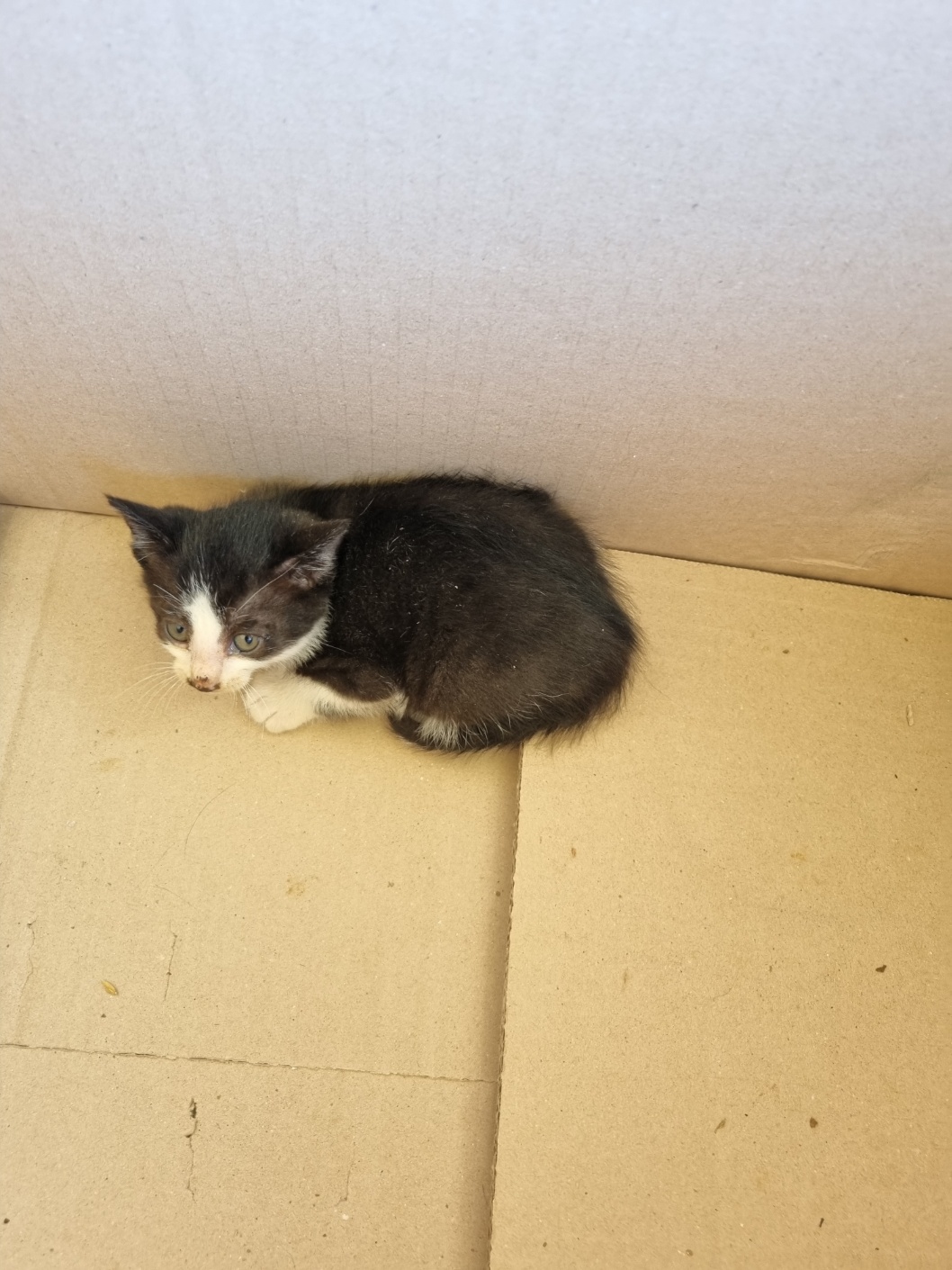 보호중 믹스묘의 가…