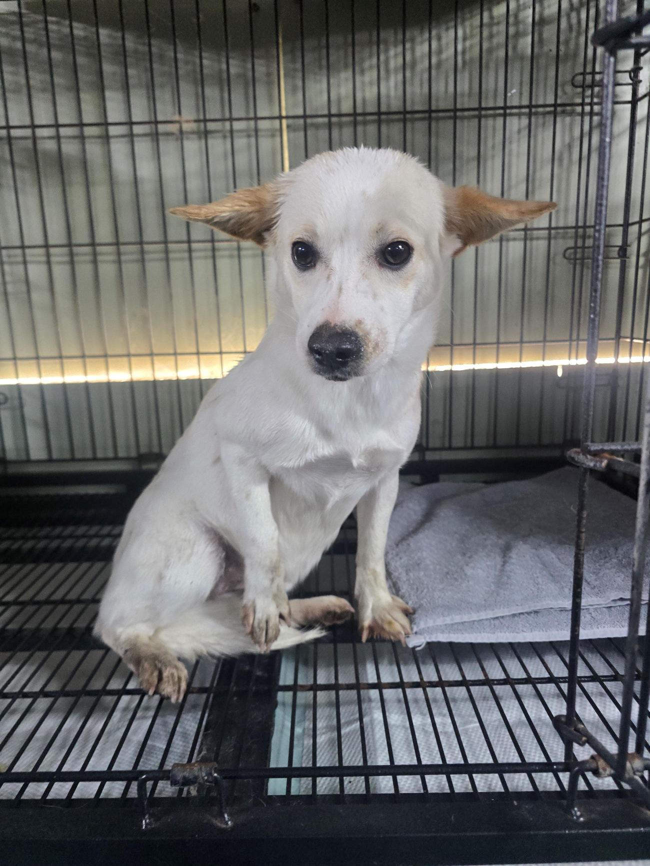 보호중 믹스견의 가…