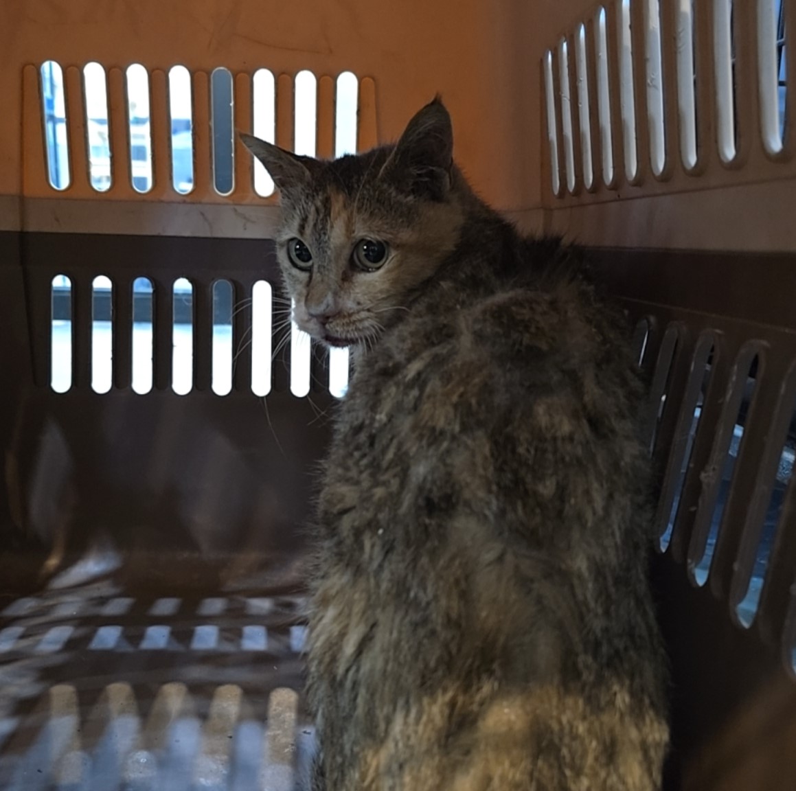 보호중 믹스묘의 가…