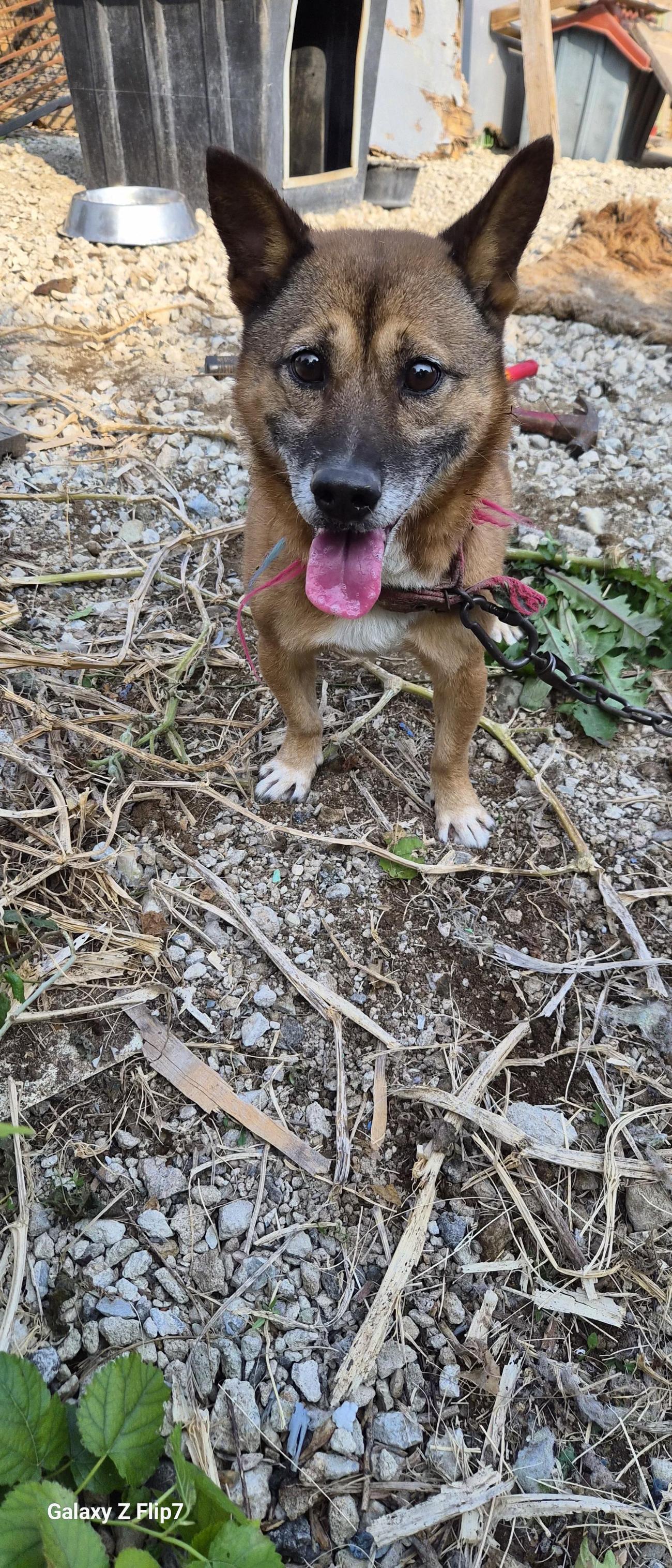 보호중 믹스견의 가…