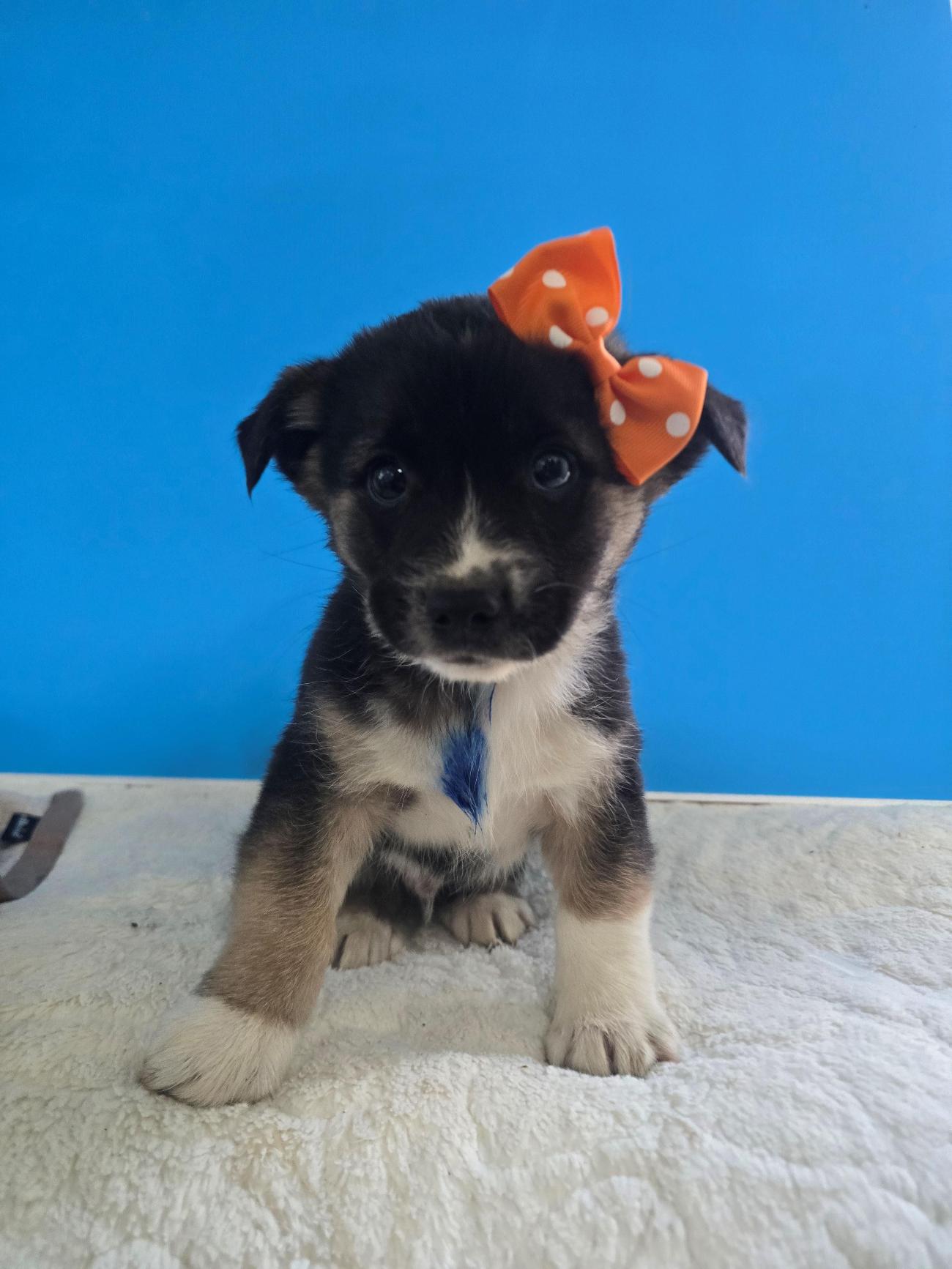 밀양시 동물보호센터_448536202500957