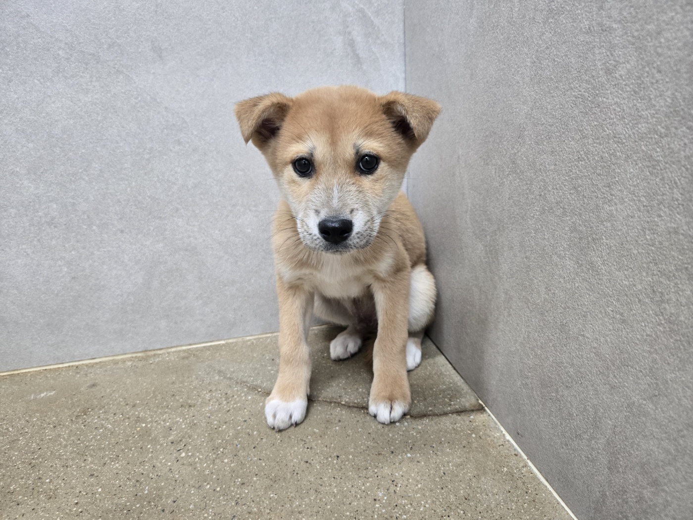 고양시동물보호센터_441394202502396