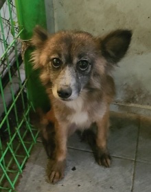 서천군유기동물보호소_444458202500441