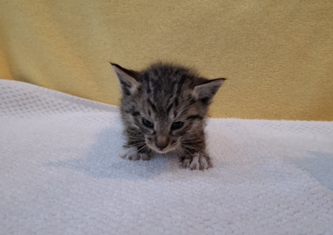 보호중 믹스묘의 가…