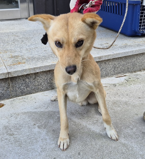 김천시 동물보호센터_447506202500395