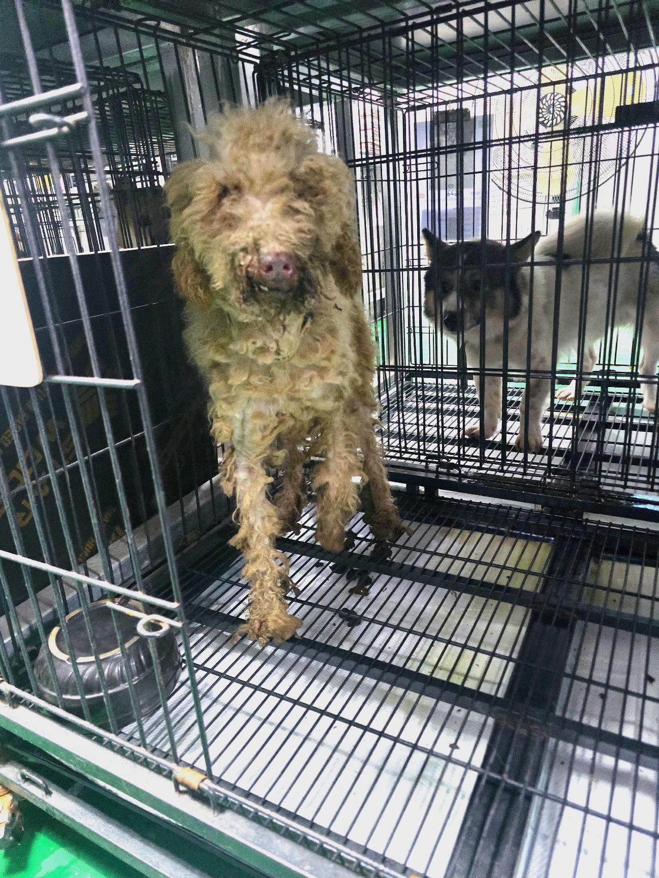 밀양시 동물보호센터_448536202500959