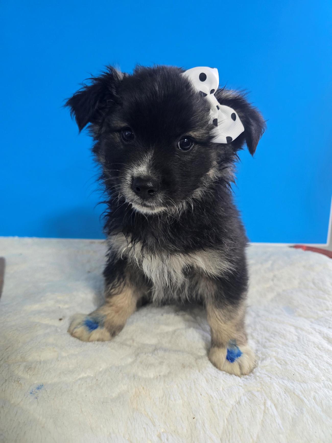 밀양시 동물보호센터_448536202500955