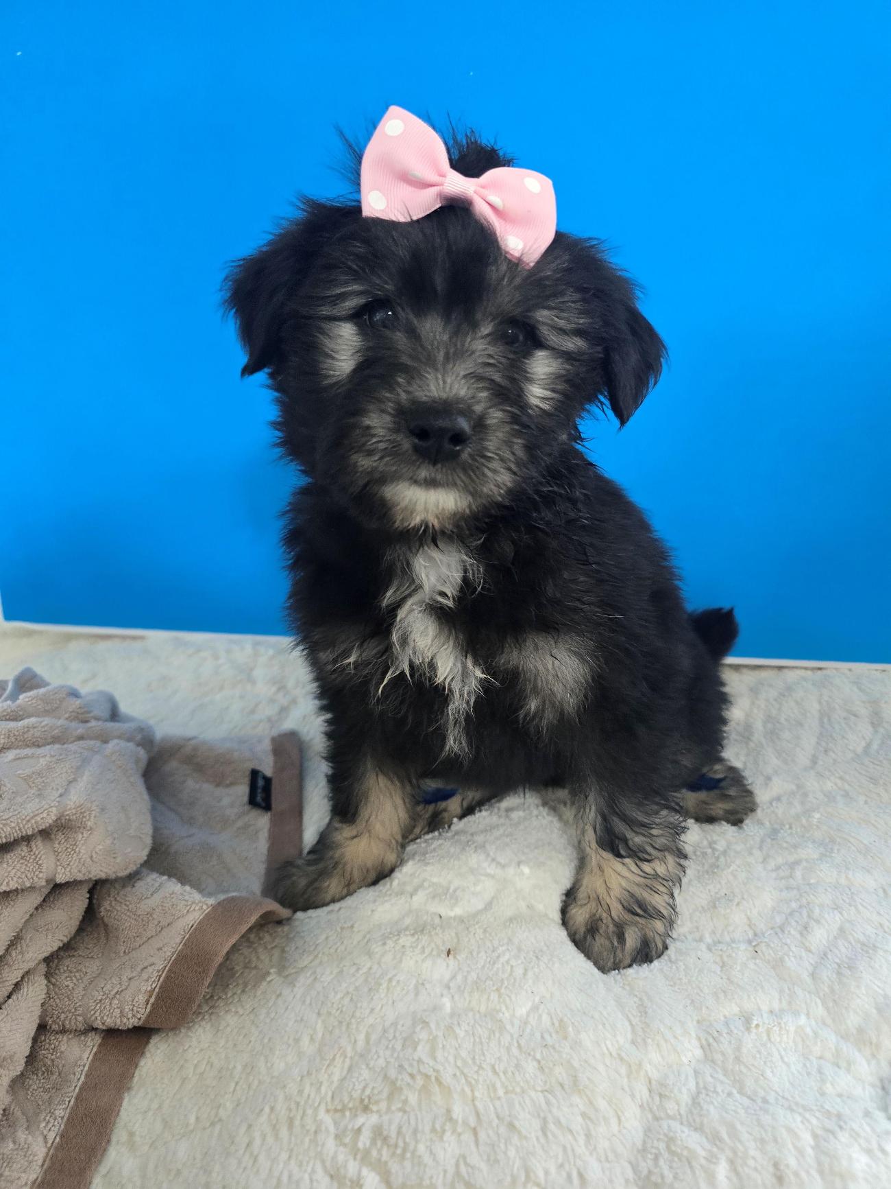 보호중 믹스견의 가…