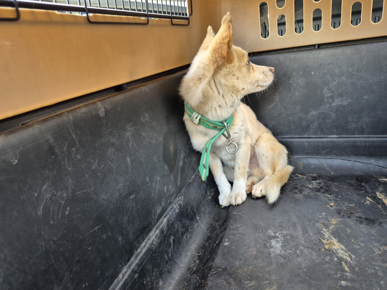 보호중 믹스견의 가…