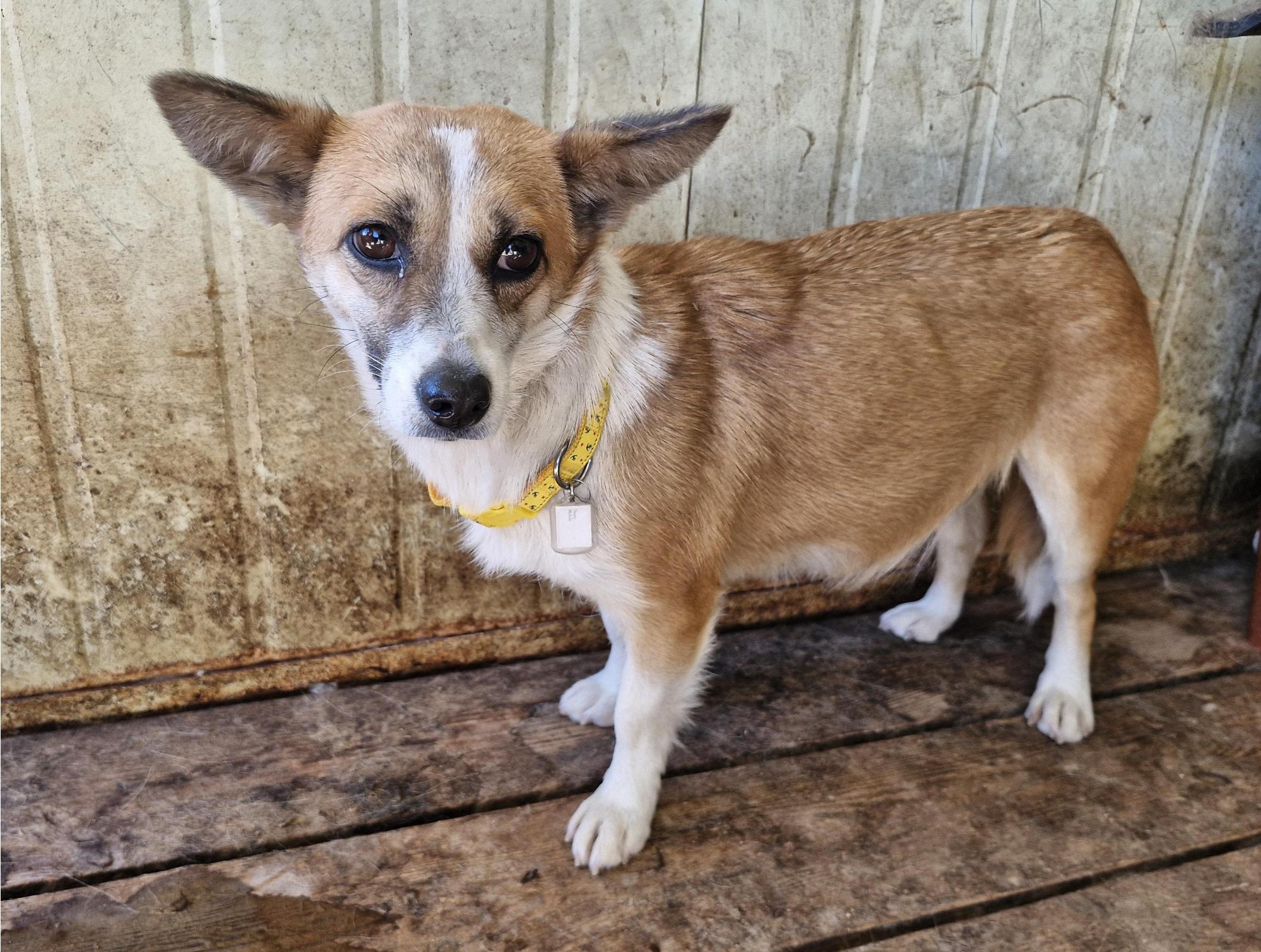 보호중 믹스견의 가…