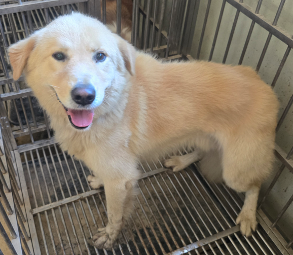 보호중 믹스견의 가…