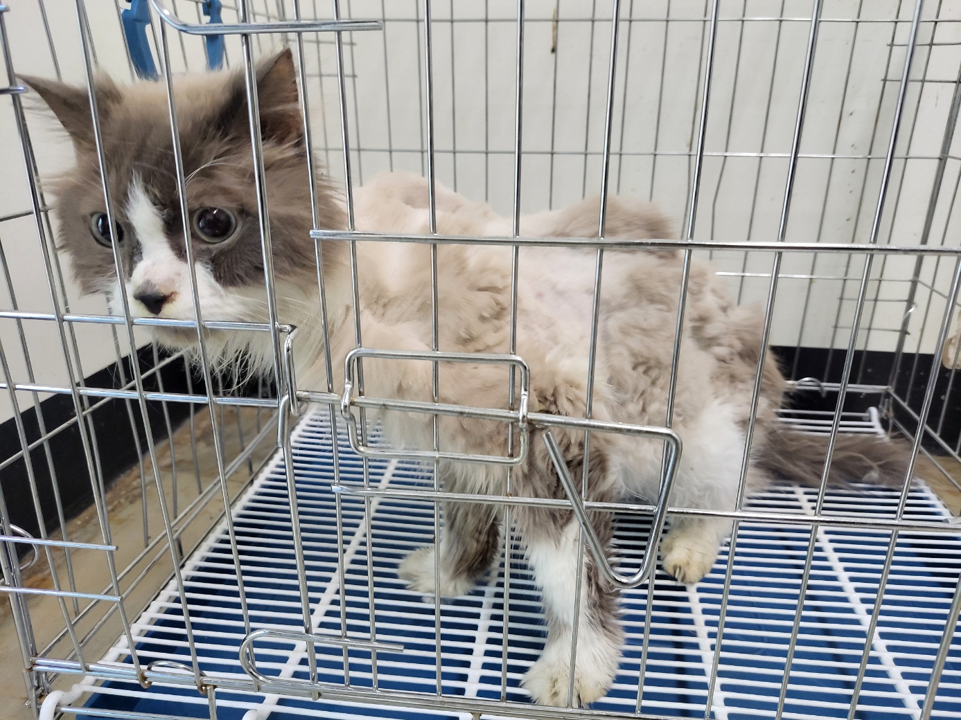 고양시동물보호센터_441394202502440