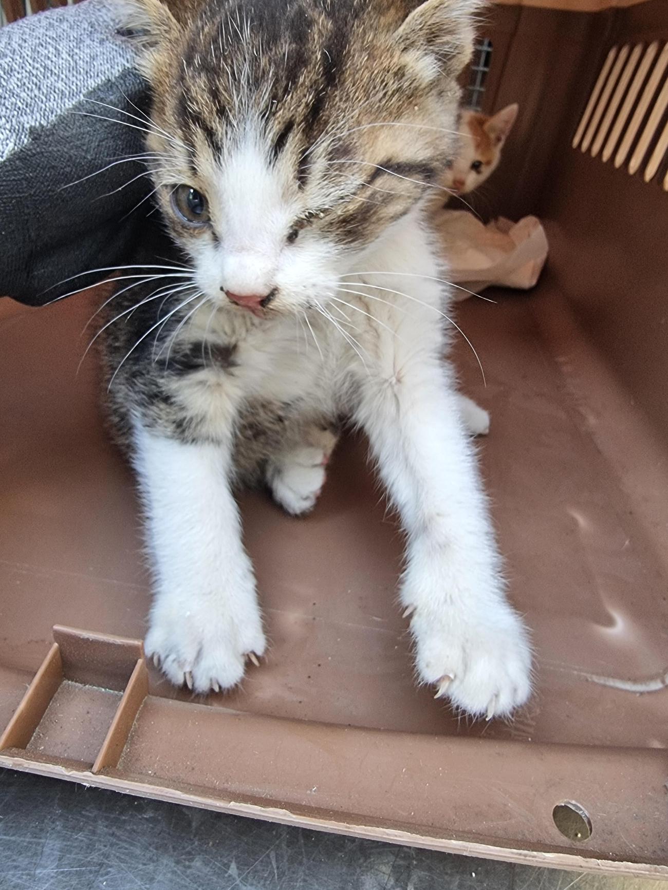 보호중 한국 고양이…