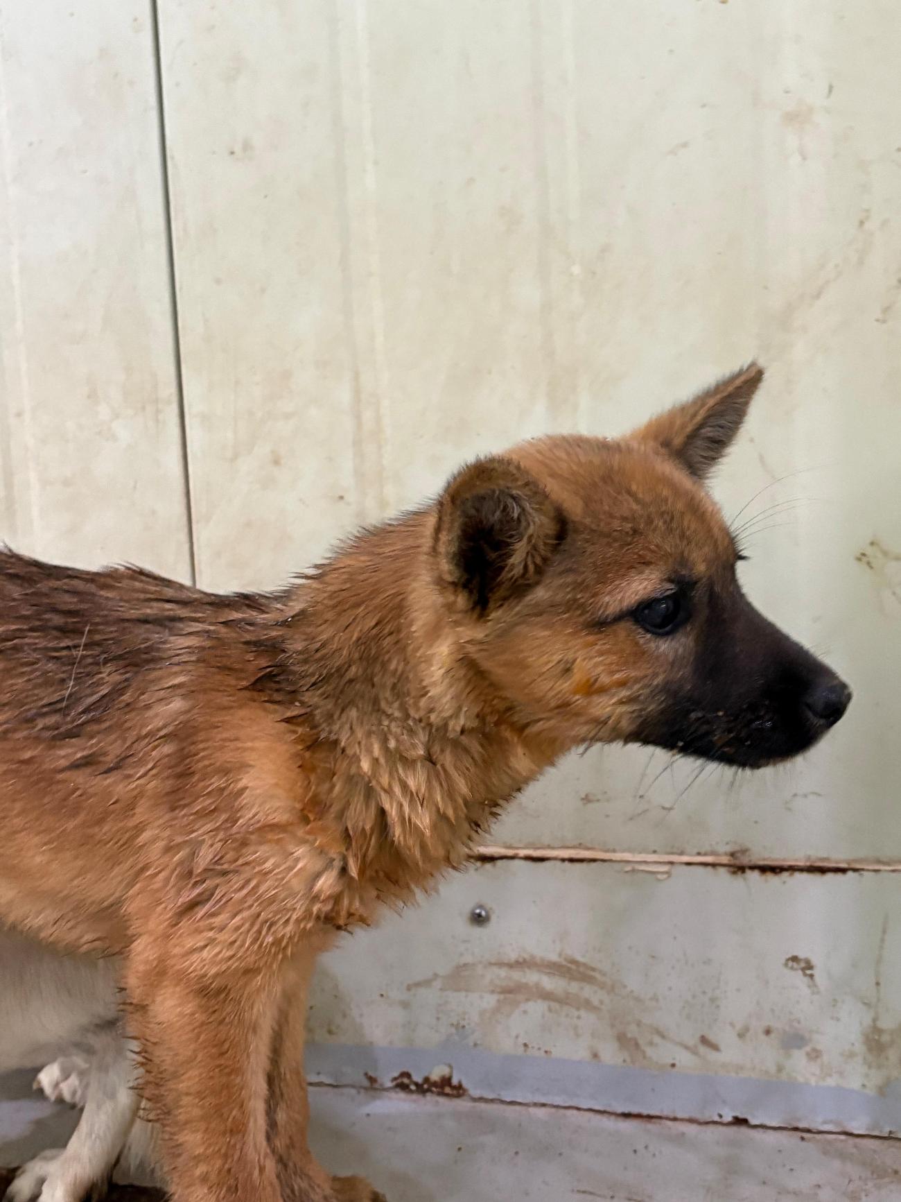 보호중 믹스견의 가…